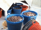 Fresh Seafood